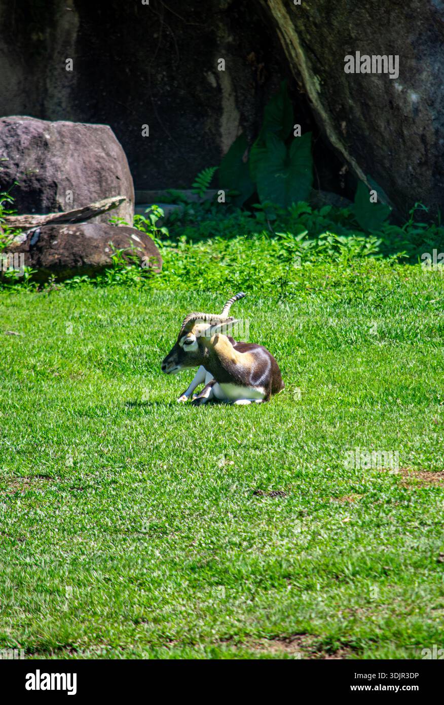 Una tranquilla scena di un animale rilassato che riposa sull'erba verde a Ukumarí Park, Pereira, Risaralda, Colombia. Foto Stock