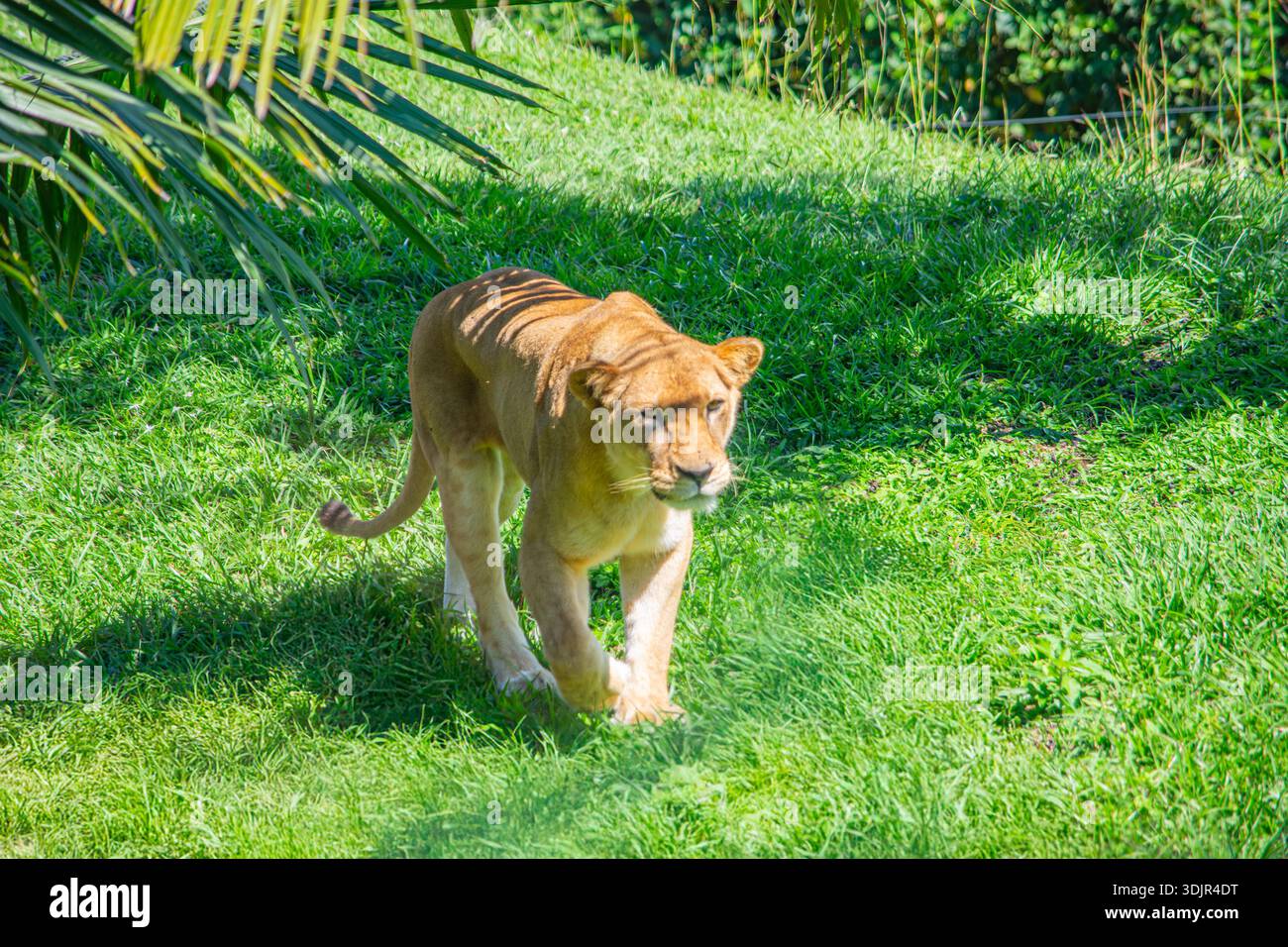 Una leonessa cammina graziosamente attraverso l'erba lussureggiante del Parco Ukumarí a Pereira, Risaralda, Colombia, mostrando sforzi per la conservazione della fauna selvatica. Foto Stock