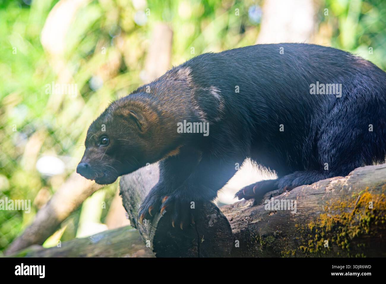 Un wolverine arroccato su un tronco nel Parco Ukumarí, Pereira, Risaralda, Colombia, che mostra la sua bellezza selvaggia in un'area protetta. Foto Stock