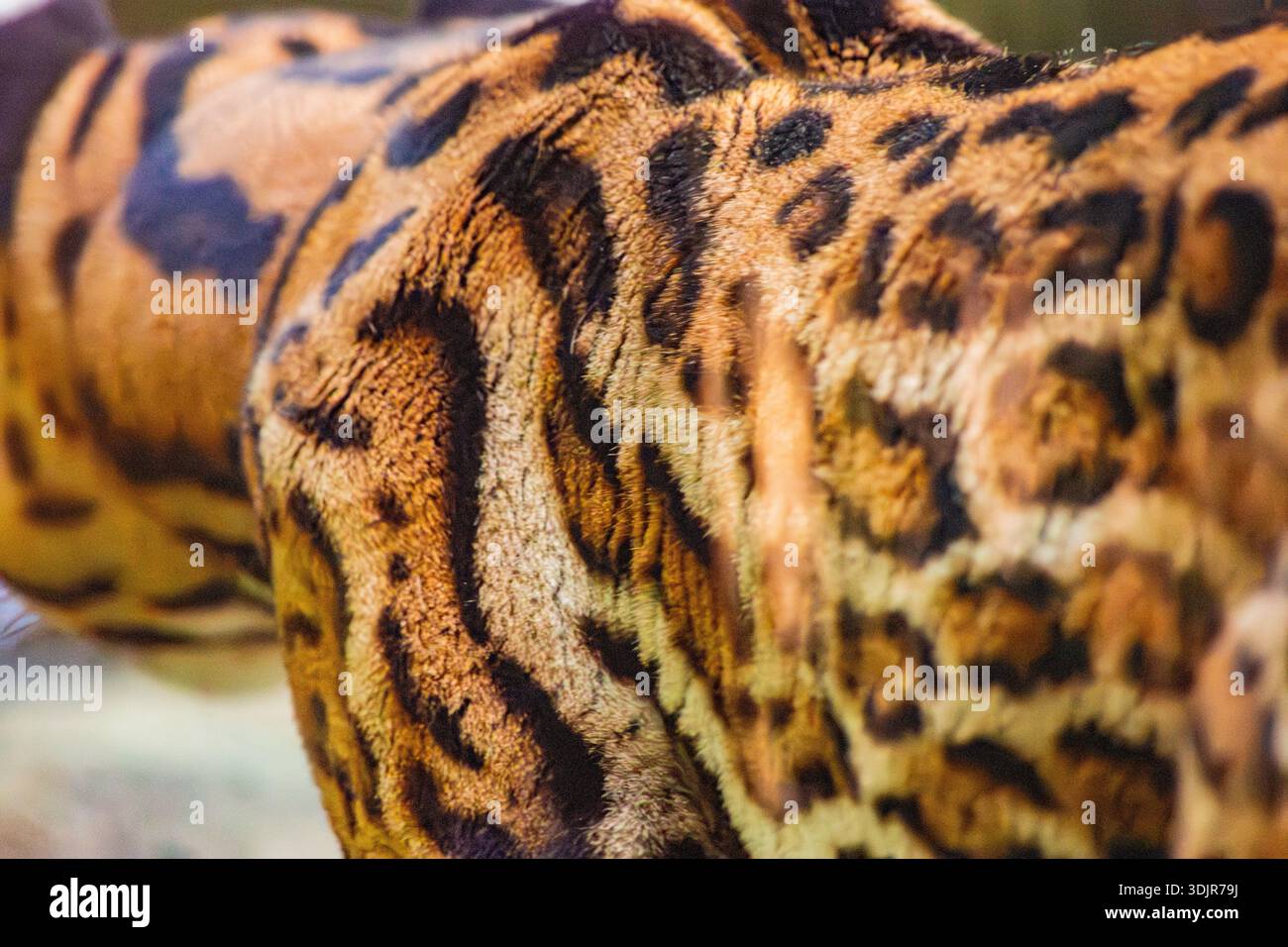 Primo piano della pelliccia di un giaguaro che mostra motivi e texture unici, mettendo in risalto gli sforzi della fauna selvatica e della conservazione in Colombia. Foto Stock