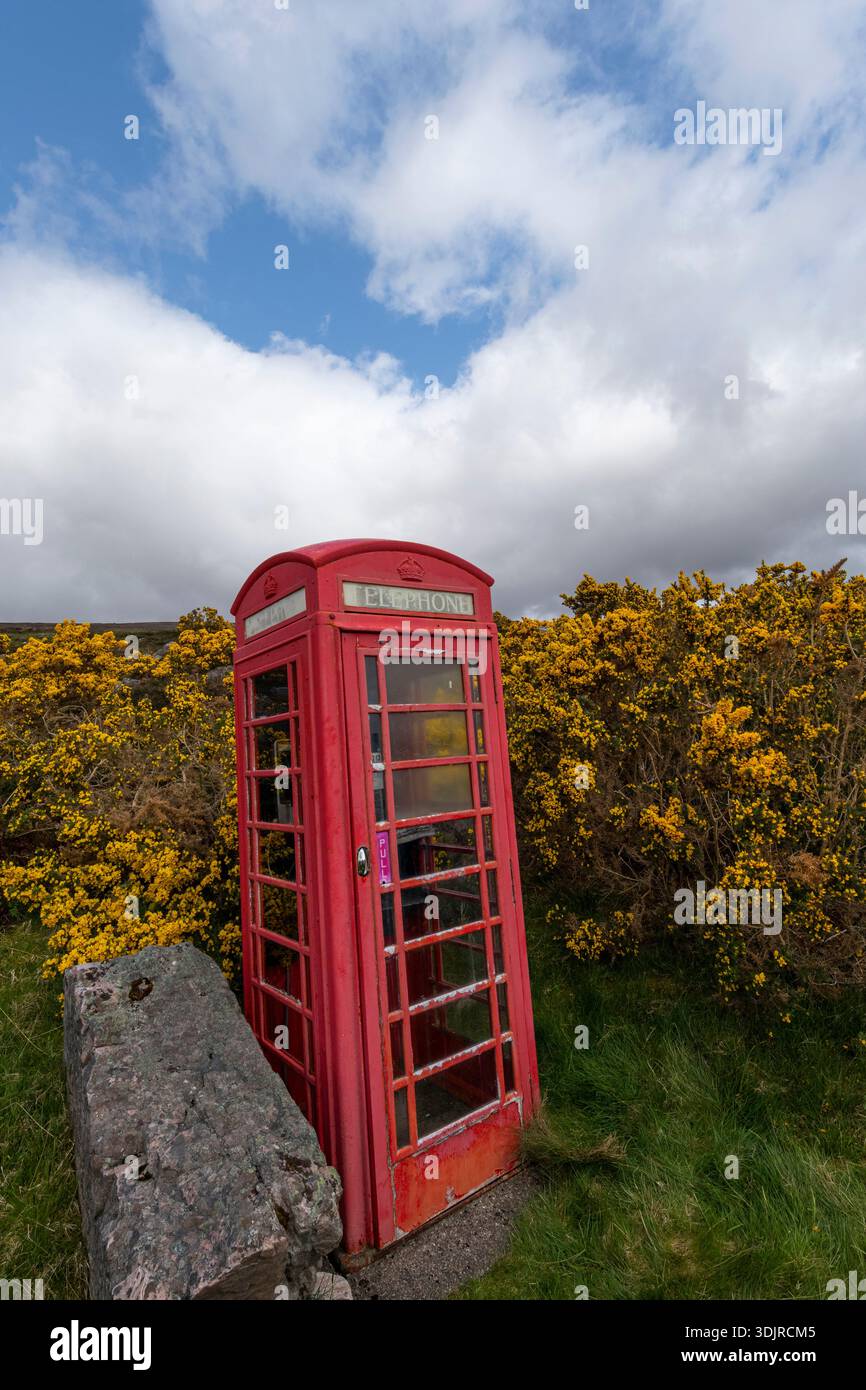Cabina telefonica rossa tra i ginestroni in primavera, North Coast 500, Scozia Foto Stock