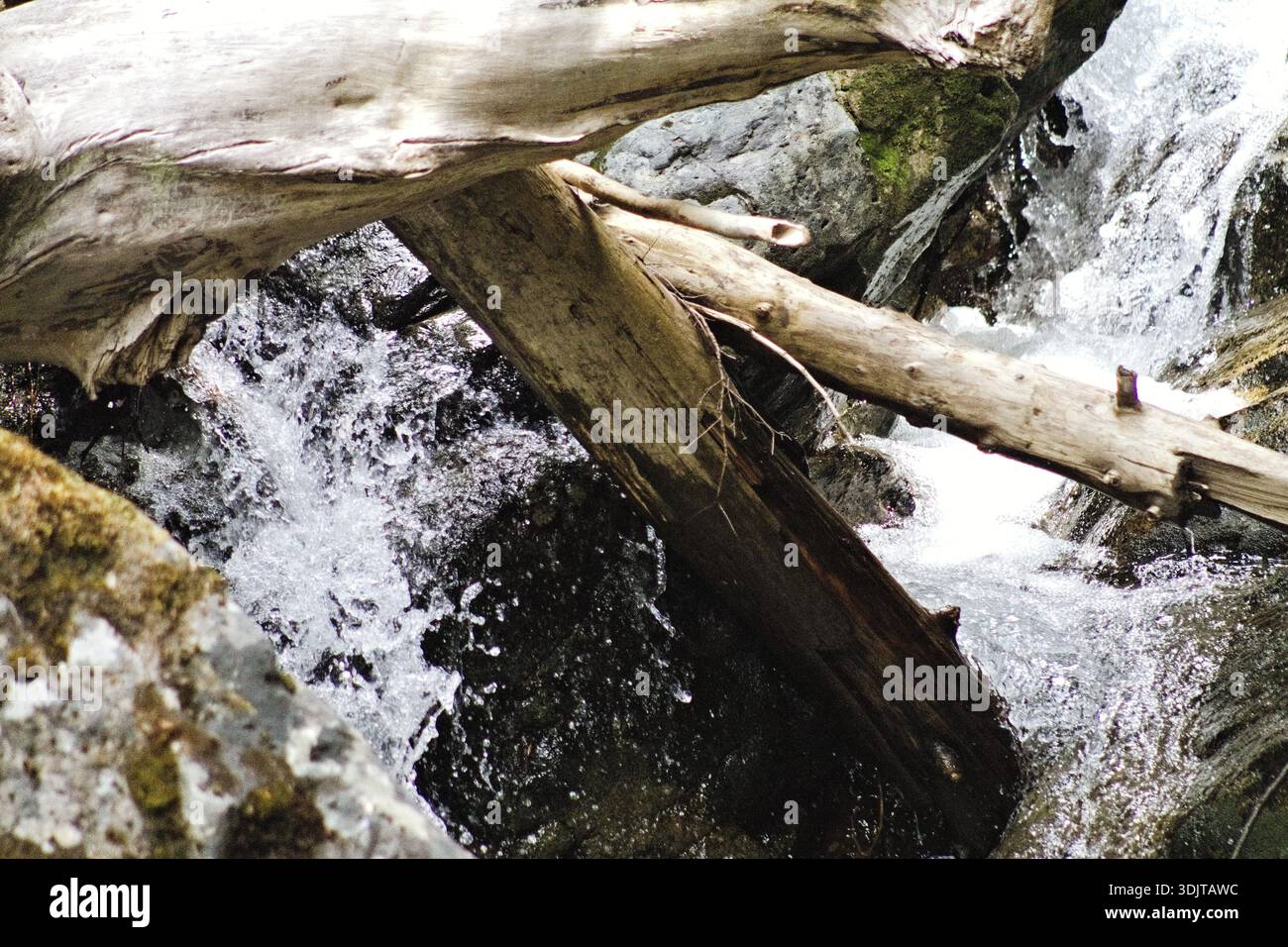 Un torrente della foresta scorre attraverso tronchi caduti aggrovigliati e rocce bagnate nel Parco Nazionale del Monte Rainier, catturando acqua dinamica, consistenze aspre e paci crudi Foto Stock