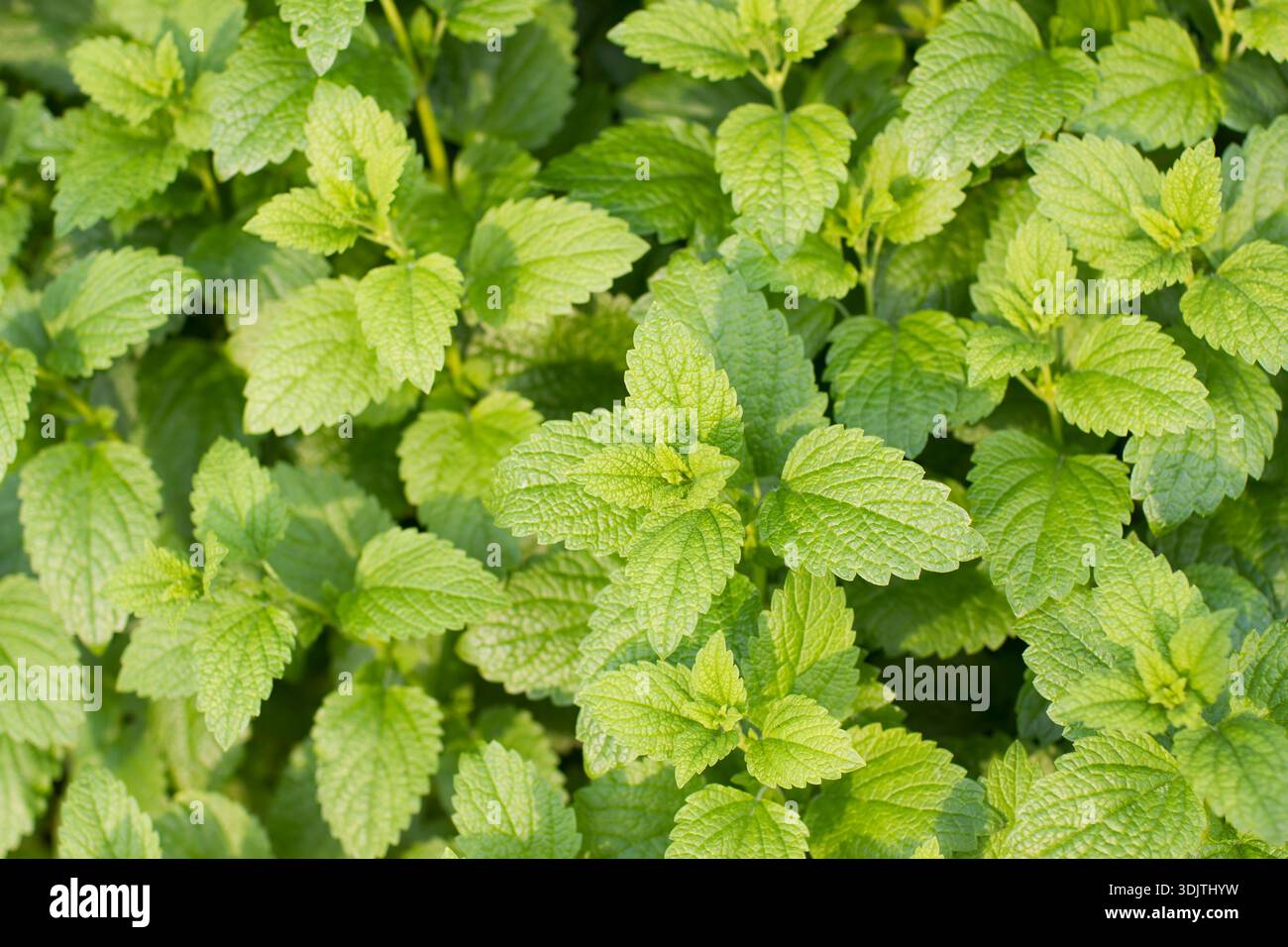 Melissa officinalis, comunemente nota come balsamo di limone o balsamo Foto Stock