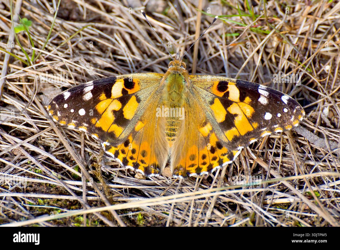Farfalla Lady dipinta (vanessa cardui), vicino all'insetto che prende il sole sul terreno con le sue ali spalancate. Foto Stock