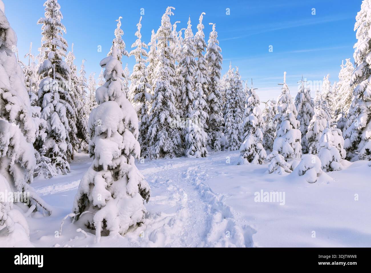 Un tranquillo sentiero nella foresta invernale fiancheggiato da alberi sempreverdi carichi di neve sotto un cielo azzurro limpido, mattinata tranquilla e incontaminata. Foto Stock