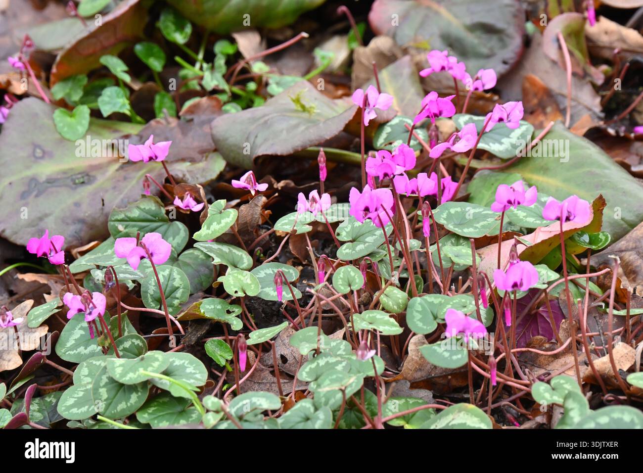 Vibranti fiori invernali rosa e magenta di coum ciclamino che crescono attraverso il fogliame viola bergenia Sunningdale Regno Unito gennaio Foto Stock