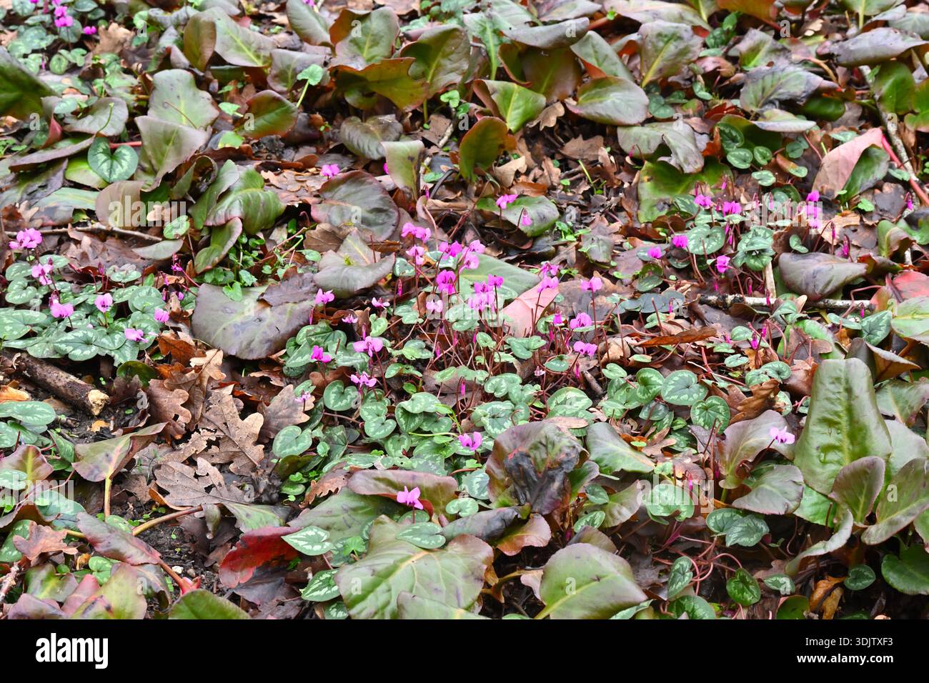 Vibranti fiori invernali rosa e magenta di coum ciclamino che crescono attraverso il fogliame viola bergenia Sunningdale Regno Unito gennaio Foto Stock