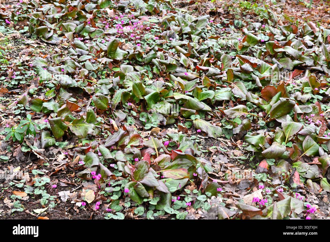 Vibranti fiori invernali rosa e magenta di coum ciclamino che crescono attraverso il fogliame viola bergenia Sunningdale Regno Unito gennaio Foto Stock