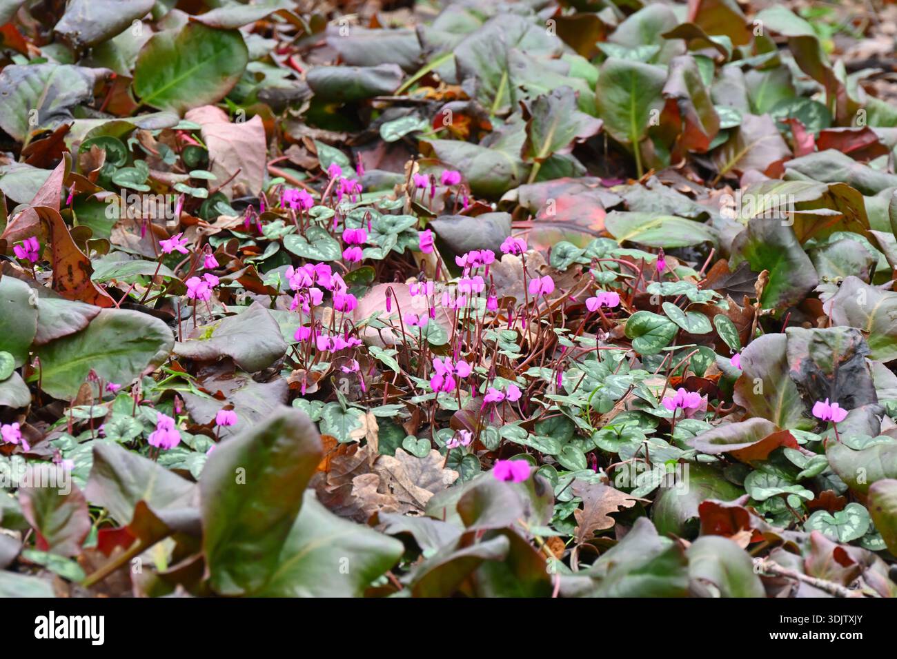 Vibranti fiori invernali rosa e magenta di coum ciclamino che crescono attraverso il fogliame viola bergenia Sunningdale Regno Unito gennaio Foto Stock