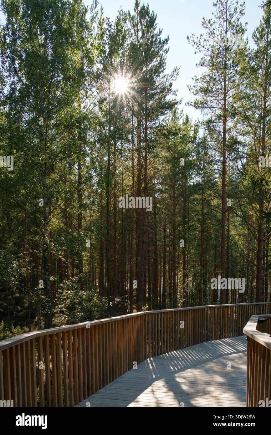Atmosfera di rifugio eco-spirituale con luce solare che filtra attraverso la pineta su una piattaforma curva in legno, toni caldi e geometria silenziosa a supporto di min Foto Stock