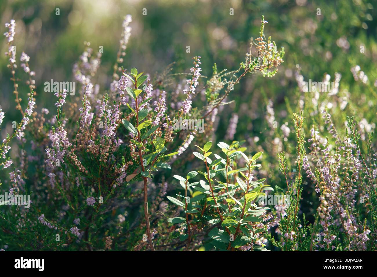 Prospettiva geografica lenta con campo di erica stratificato che si estende in morbida sfocatura della foresta, colori tenui e profondità naturale che esprimono senza fretta la terra nordica Foto Stock
