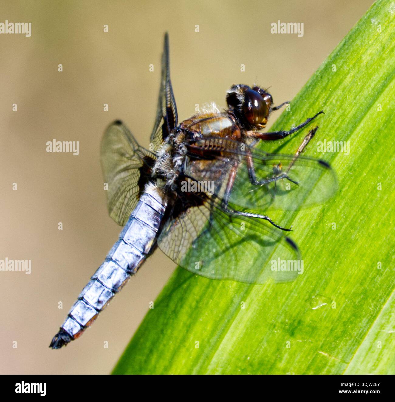 Foto macro di un Dragonfly Foto Stock