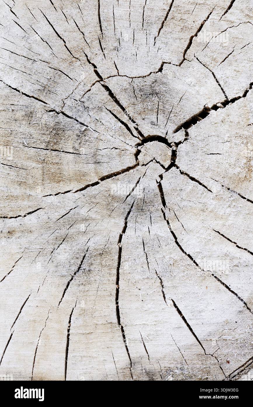 Pioppo nero o albero di Saar (Populus nigra), sezione trasversale del tronco, Renania settentrionale-Vestfalia, Germania Foto Stock
