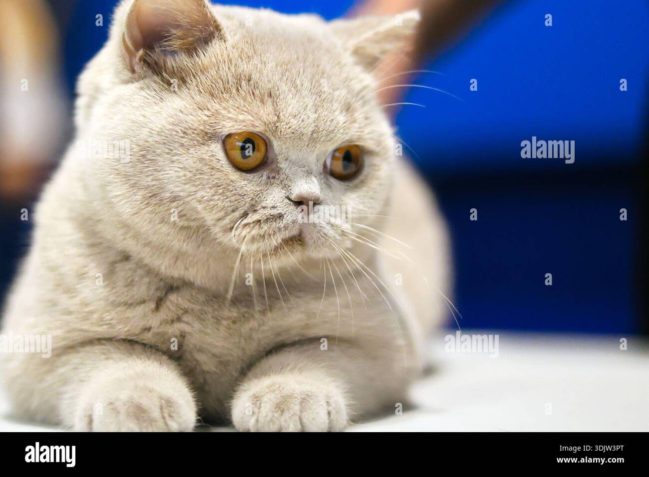 Sereno Ritratto di gatto Shorthair britannico con occhi sorprendenti Foto Stock