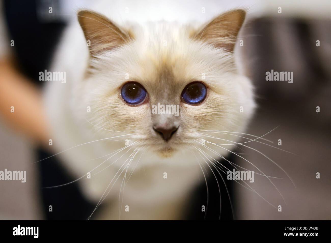 Ipnotizzante gatto dagli occhi azzurri guarda con attenzione Foto Stock