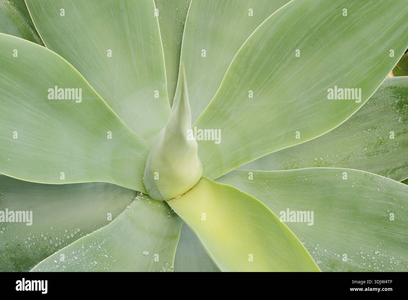 Agave dell'albero del drago delle Isole Canarie o agave a collo d'oca (Agave attenuata), foglie, Fuerteventura, Isole Canarie, Spagna Foto Stock