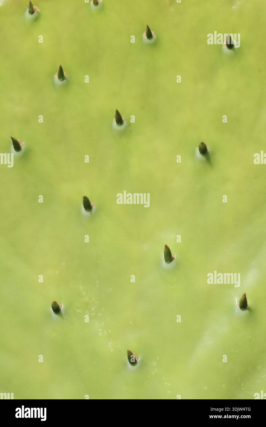 Opuntia (Opuntia robusta), foglia con spine, dettaglio, occorrenza in Messico Foto Stock