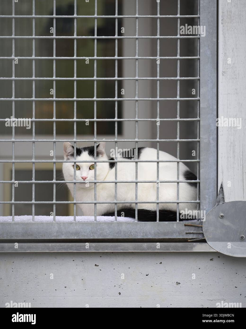 Gatto bianco e nero seduto dietro una recinzione in un rifugio per animali, associazione per il benessere degli animali, salvataggio degli animali, distretto di Costanza, Baden-Wuerttemberg Foto Stock
