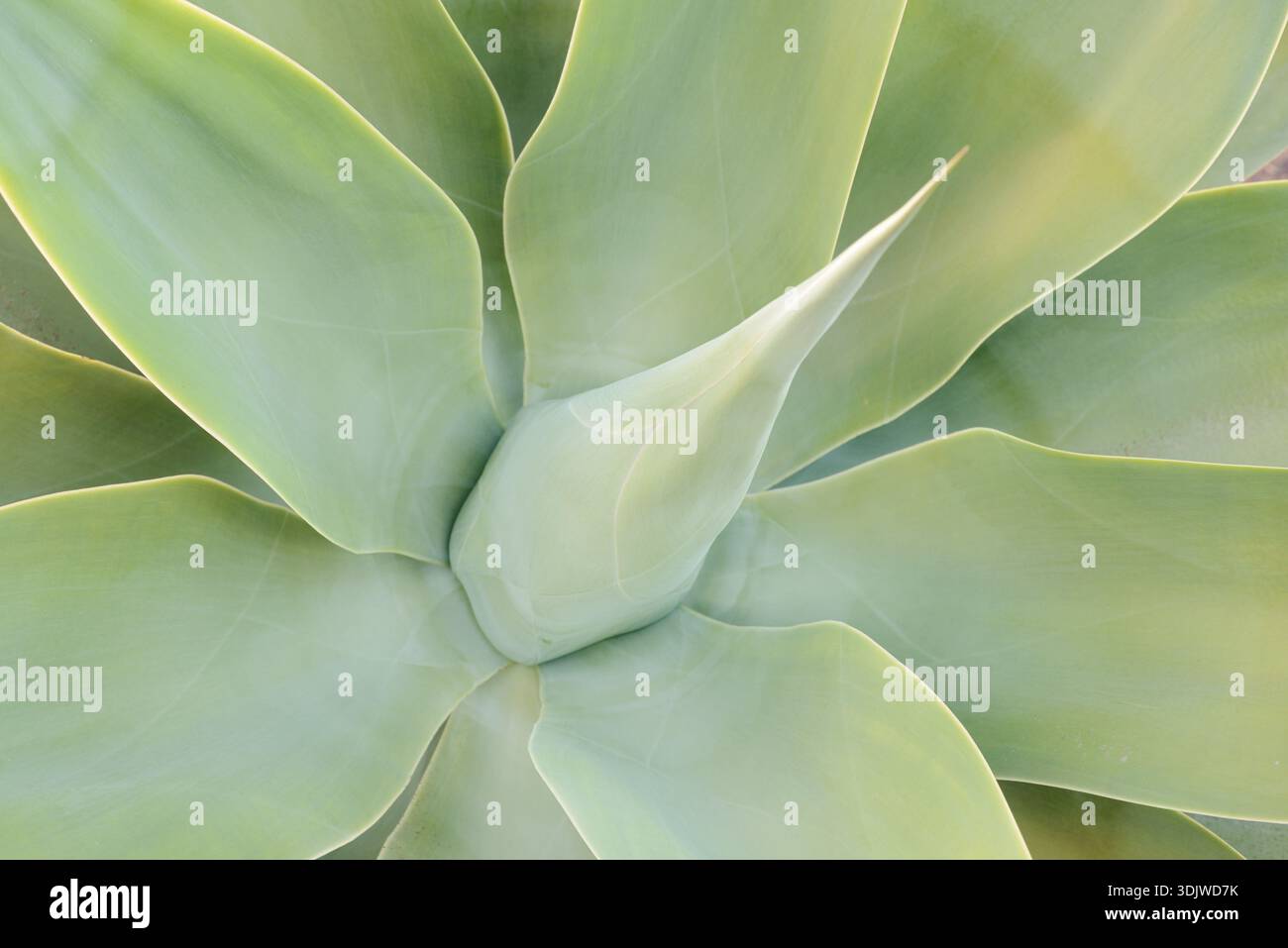 Agave dell'albero del drago delle Isole Canarie o agave a collo d'oca (Agave attenuata), foglie, Fuerteventura, Isole Canarie, Spagna Foto Stock