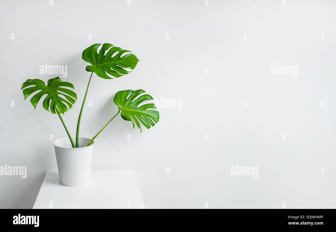 La pianta in vaso di Monstera presenta grandi foglie verdi posizionate su un tavolo bianco, su uno sfondo bianco pulito e minimalista Foto Stock