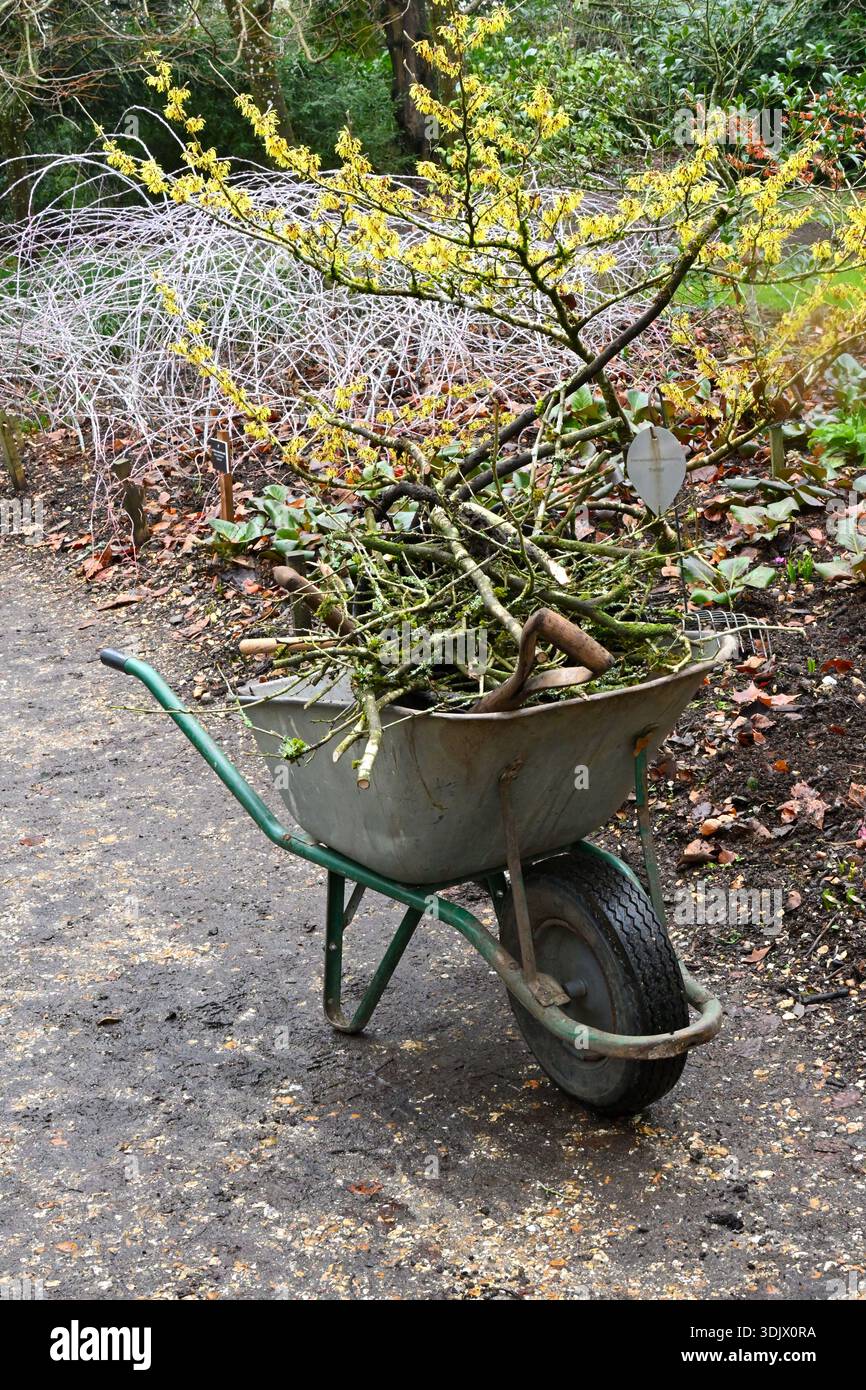 Carriola piena di rametti o rami morti e forchetta di scavo in giardino con amelio strega e fantasma bramble UK January Foto Stock