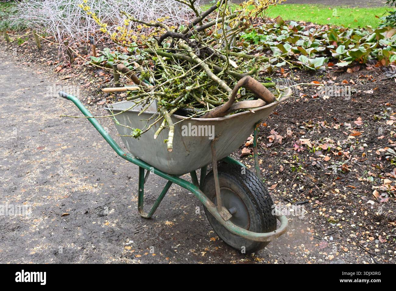 Carriola piena di rametti o rami morti e forchetta di scavo in giardino con amelio strega e fantasma bramble UK January Foto Stock