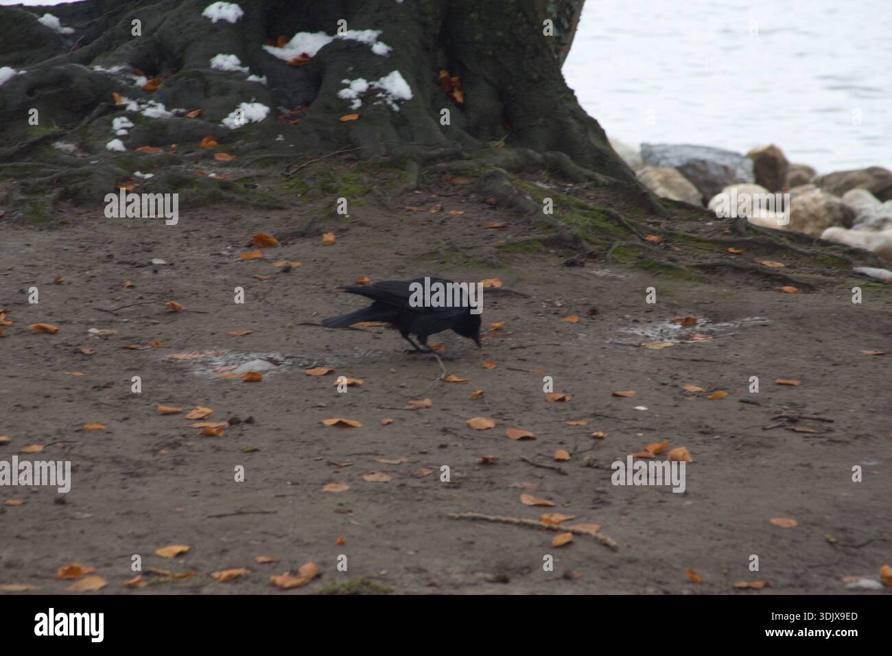 Un corvo nero scavato sul terreno vicino a un albero vicino all'acqua. Foto Stock