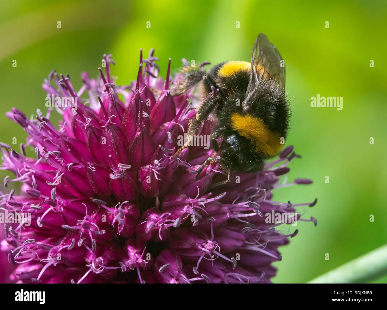 Bumble l'ape Foto Stock