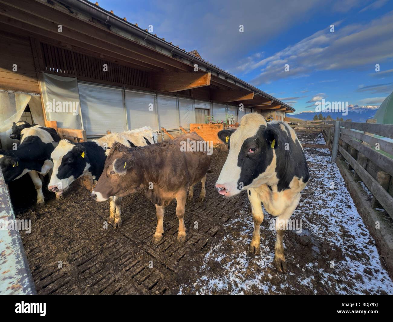 Vacche da latte italiane in un'azienda agricola sulle Dolomiti - alto Adige, Italia Foto Stock