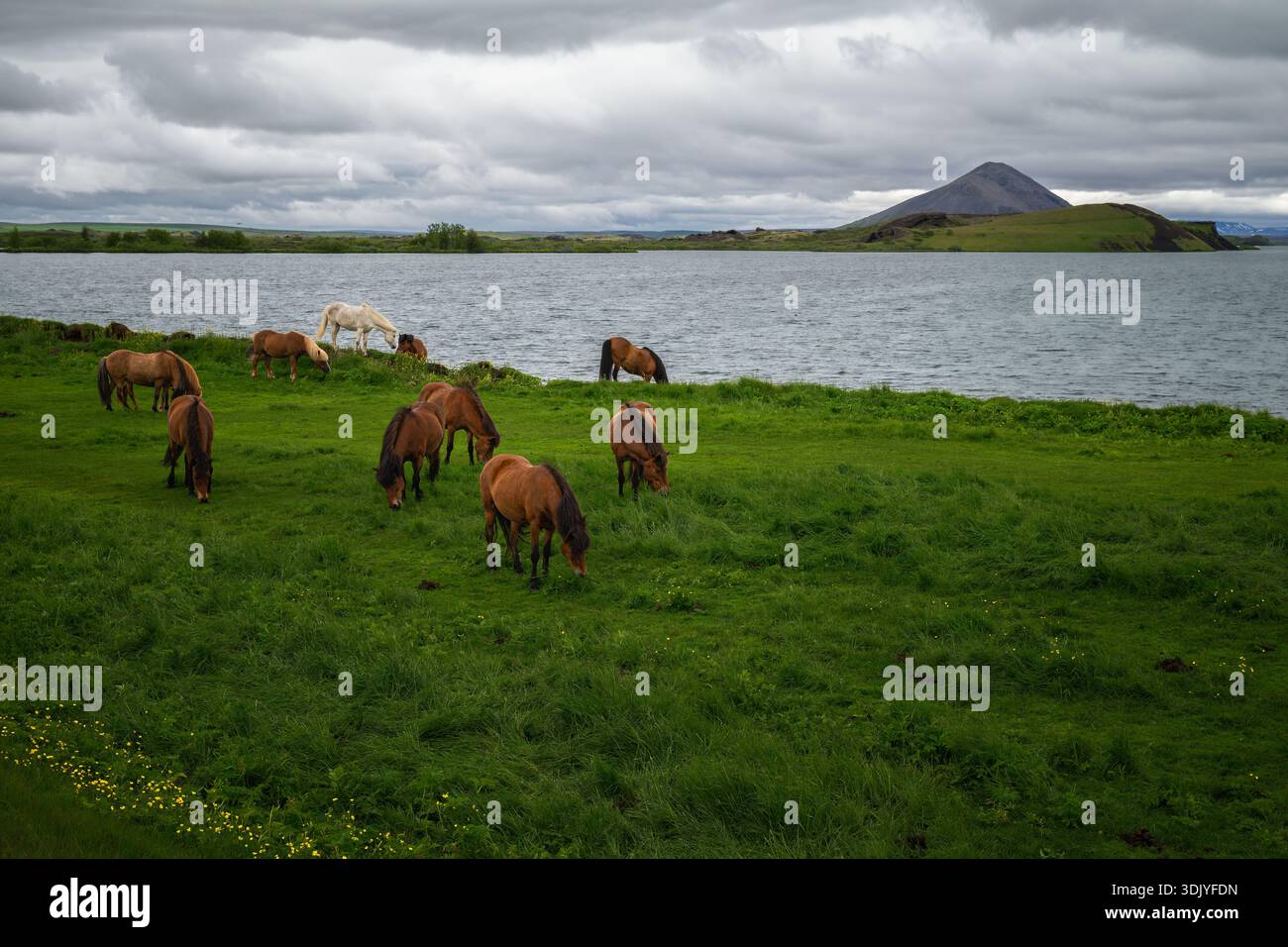 I cavalli islandesi pascolano pacificamente sull'erba vicino al lago Mývatn. Foto Stock