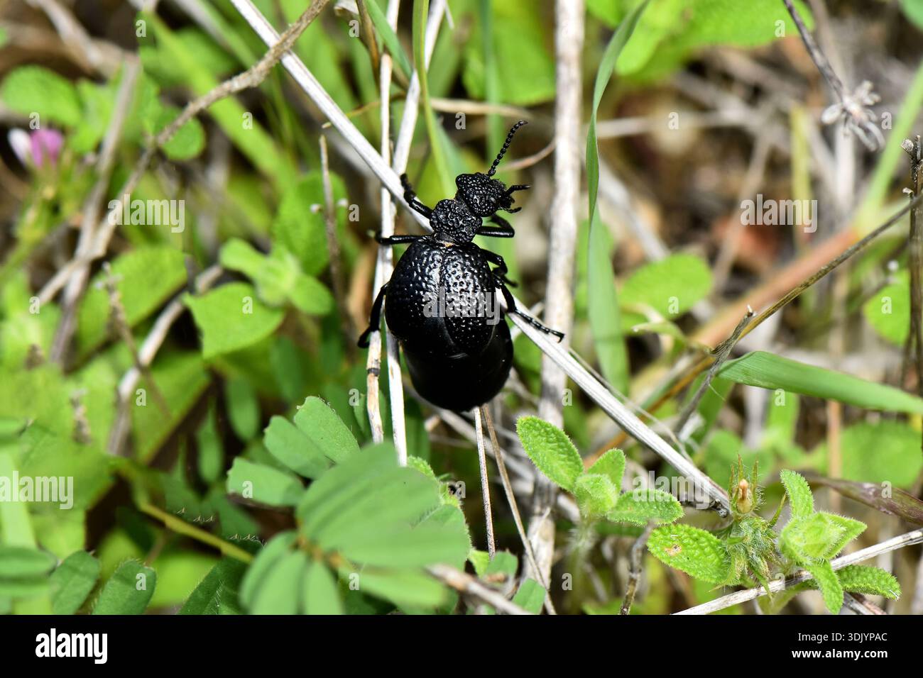Vista macro dall'alto verso il basso di un coleottero nero (Meloe sp.) Strisciando attraverso la vegetazione verde e l'erba secca a Cipro. Foto Stock