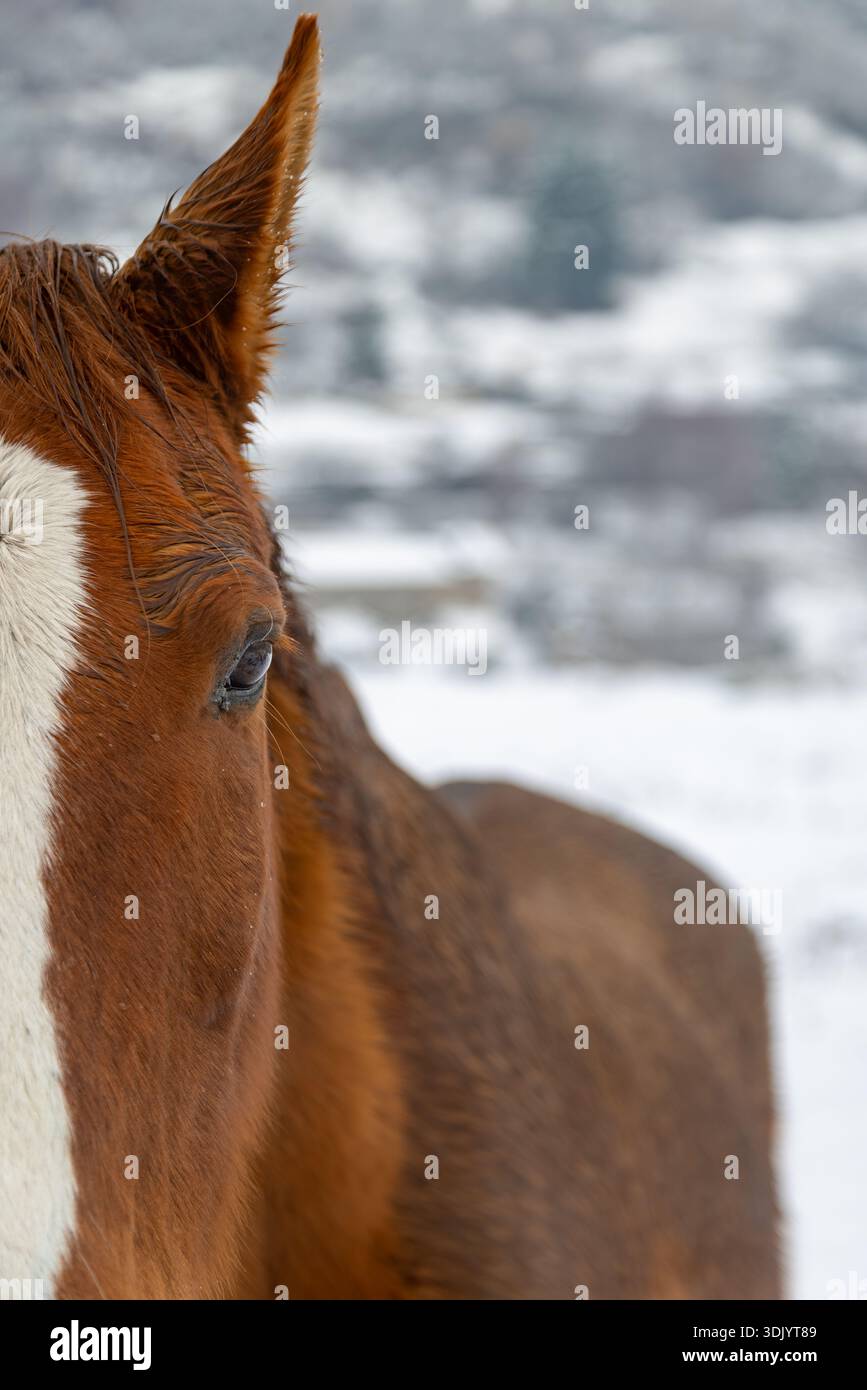Dettagli di Horse Head in a Snowy Field Foto Stock