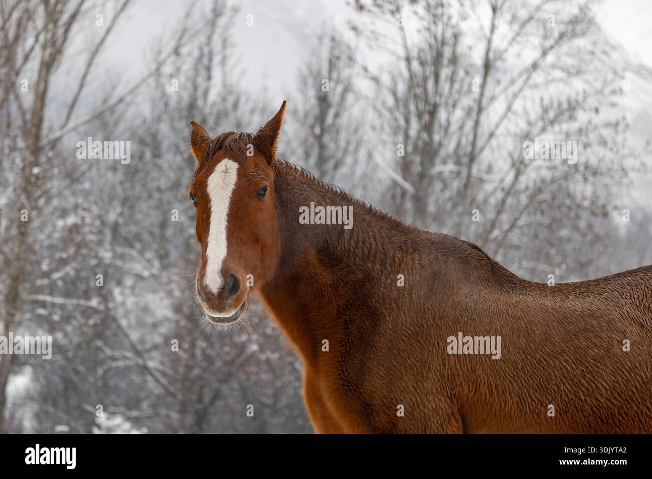 Il tranquillo Brown Horse nel Winter Field Foto Stock