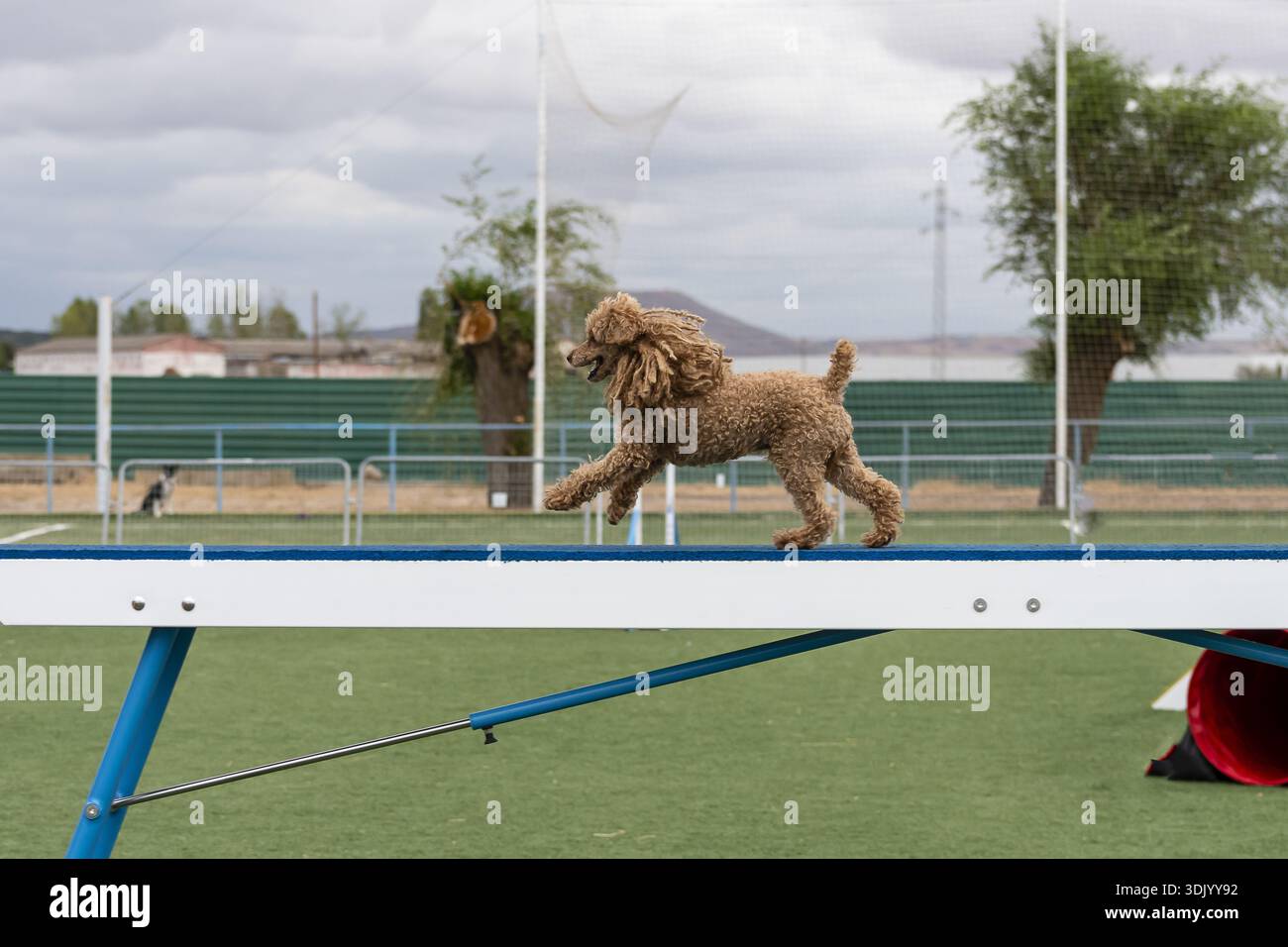 Un divertente barboncino corre su un raggio di equilibrio durante una sessione di allenamento di agilità in una struttura all'aperto. Foto Stock