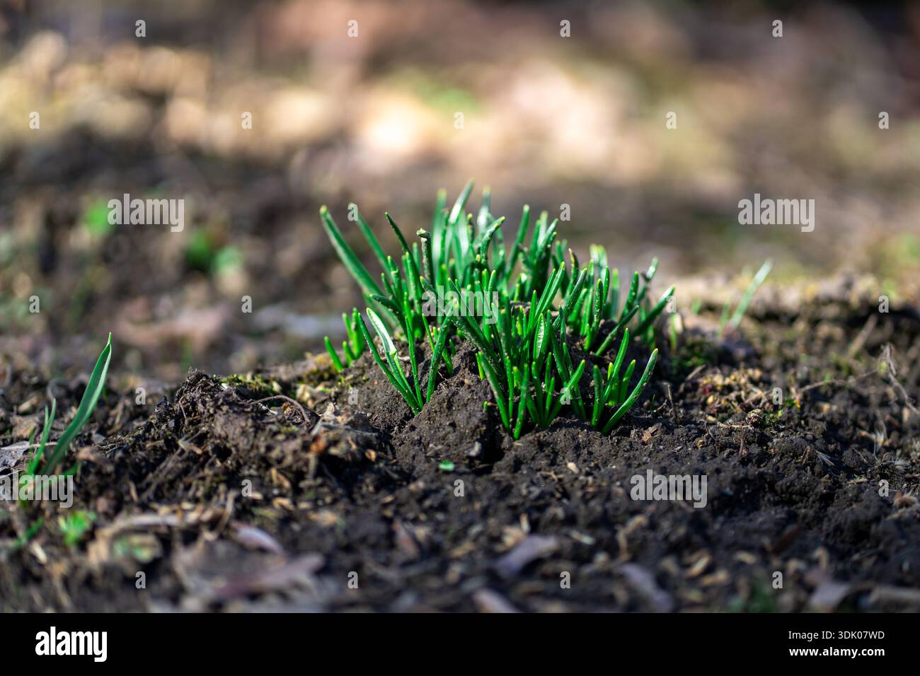 Giovani germogli verdi di gocce di neve, Galanthus nivalis, che emergono dal suolo scuro all'inizio della primavera, simbolo di rinnovamento e crescita stagionale. Foto Stock