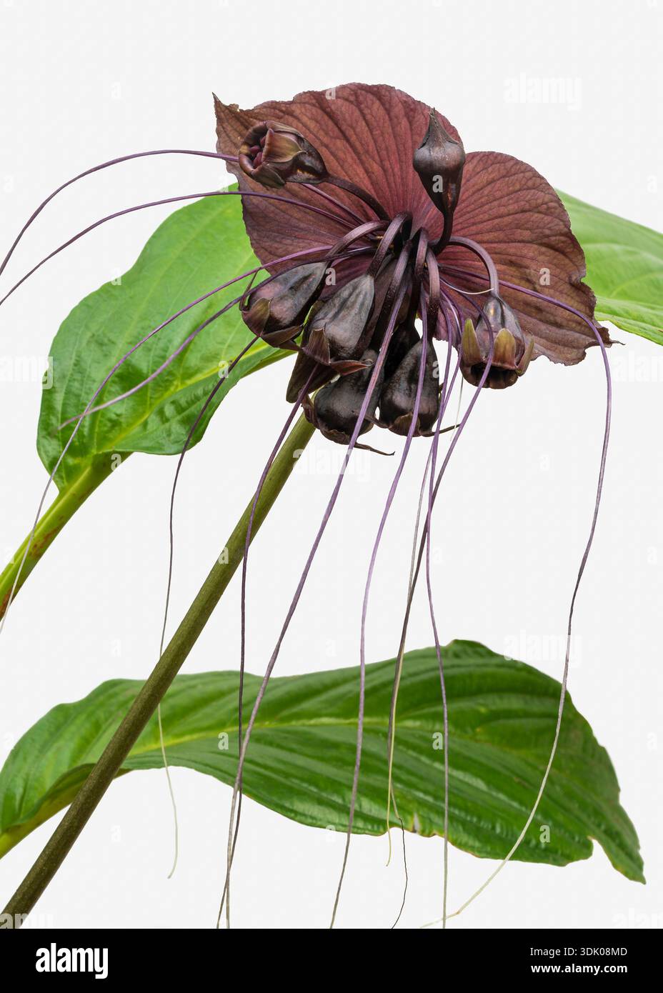 Vista ravvicinata della fioritura di tacca chantrieri, alias fiore di pipistrello nero, baffi di gatto o fiore del diavolo isolato con foglie su sfondo bianco Foto Stock