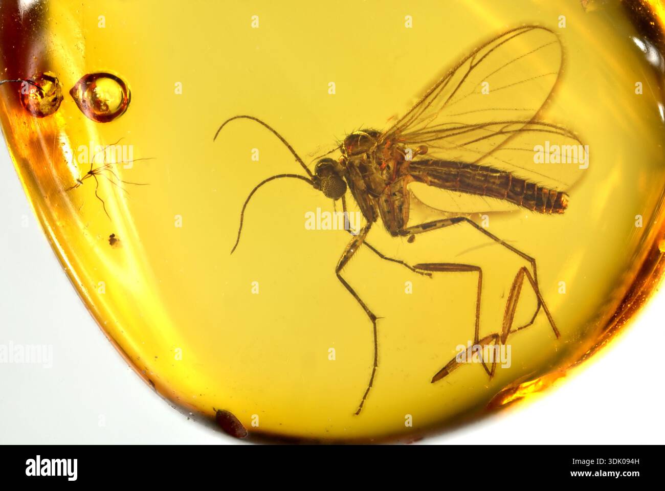 Vola preistorica in ambra baltica con due gambe dettate Foto Stock