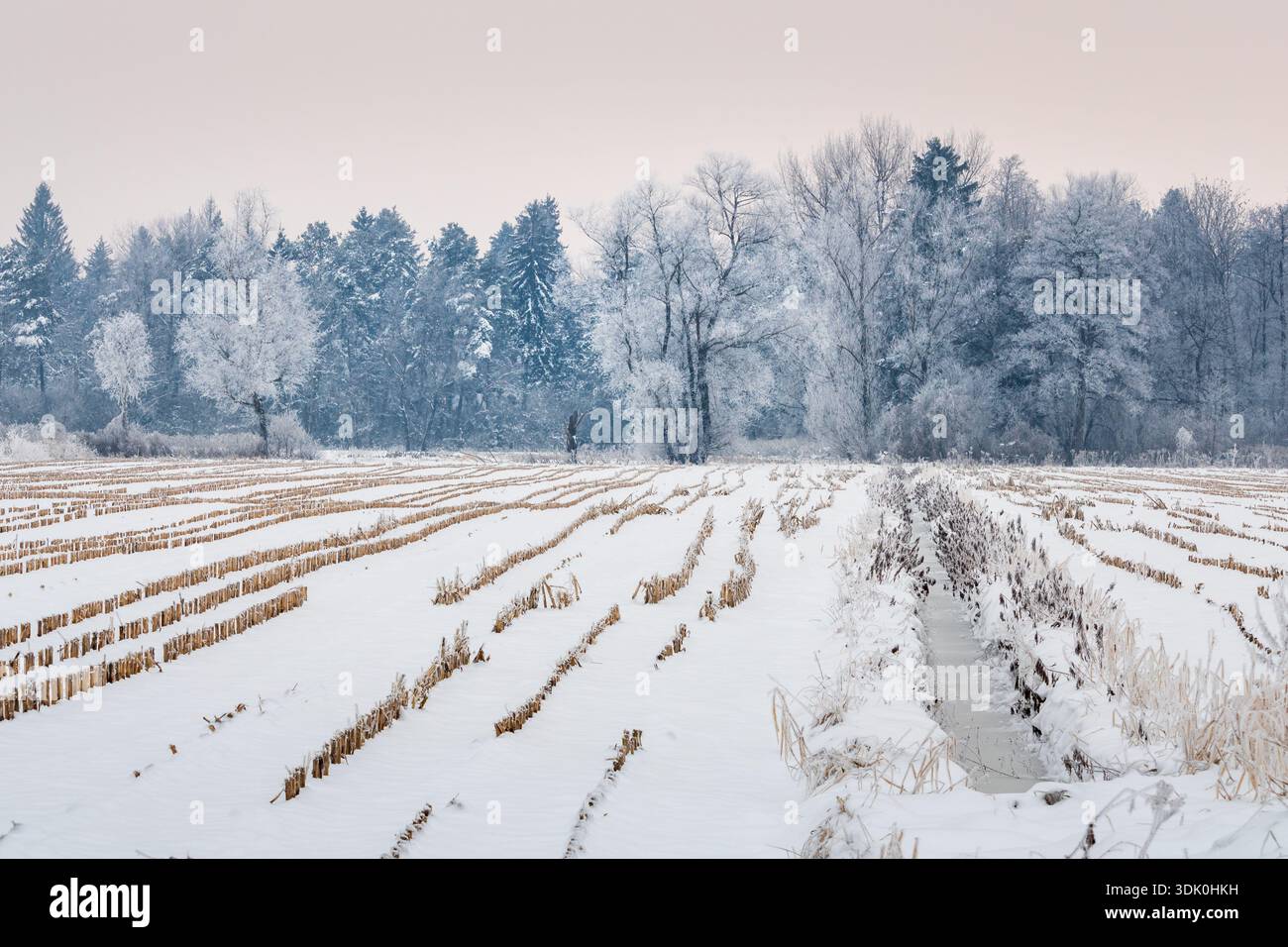 campo innevato con sfondo di foresta ghiacciata Foto Stock