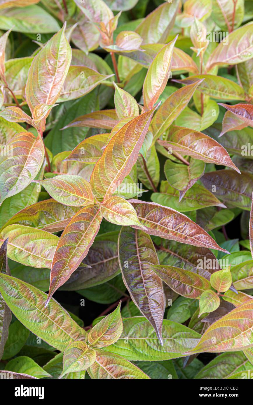 Weigelie (Weigela "ali di fuoco") Foto Stock