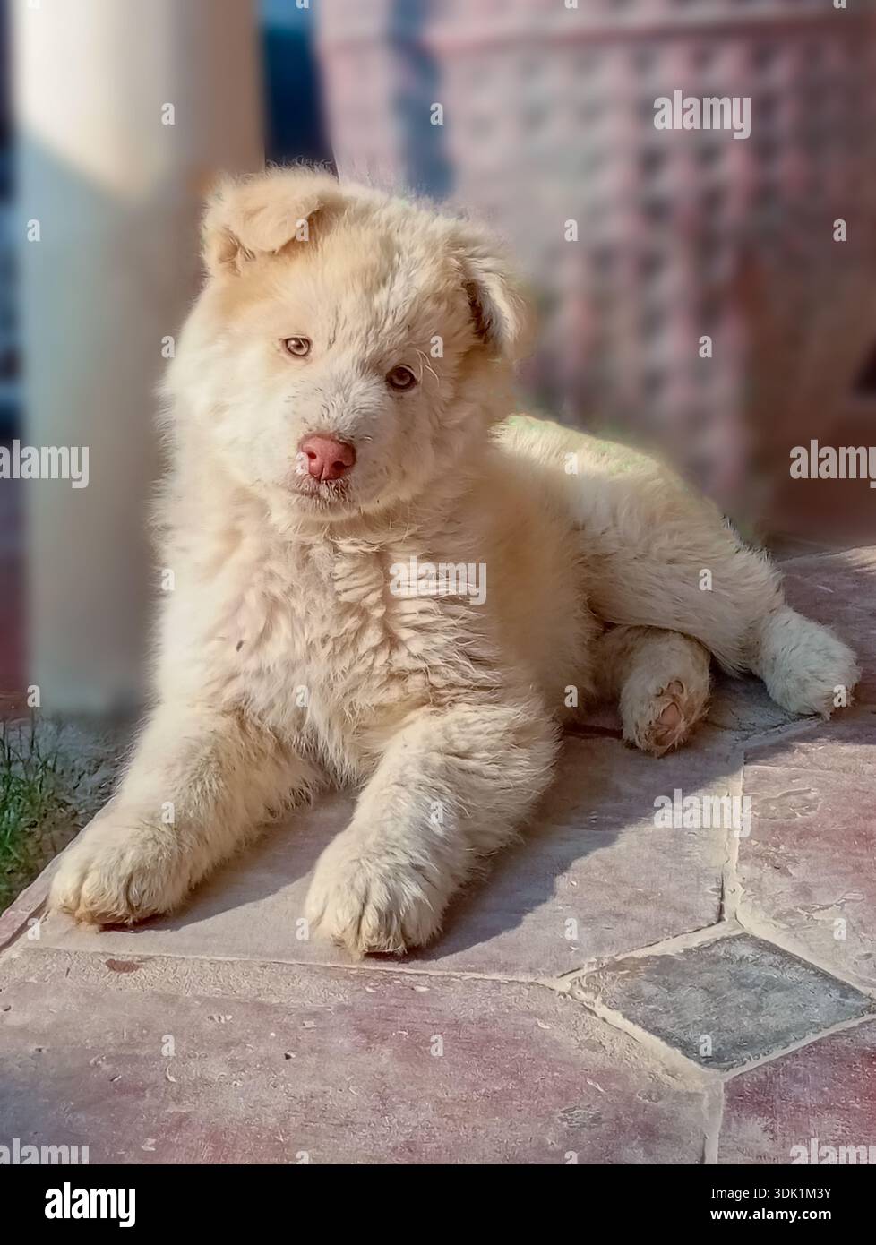 I White Husky sono una rara, sorprendente e pura variante bianca della razza Siberian Husky, con doppi cappotti densi Foto Stock