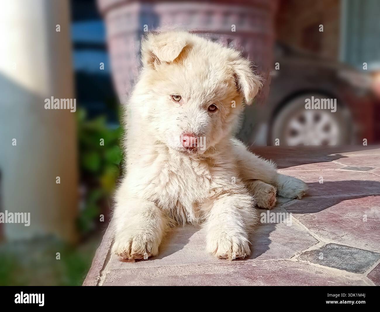I White Husky sono una rara, sorprendente e pura variante bianca della razza Siberian Husky, con doppi cappotti densi Foto Stock