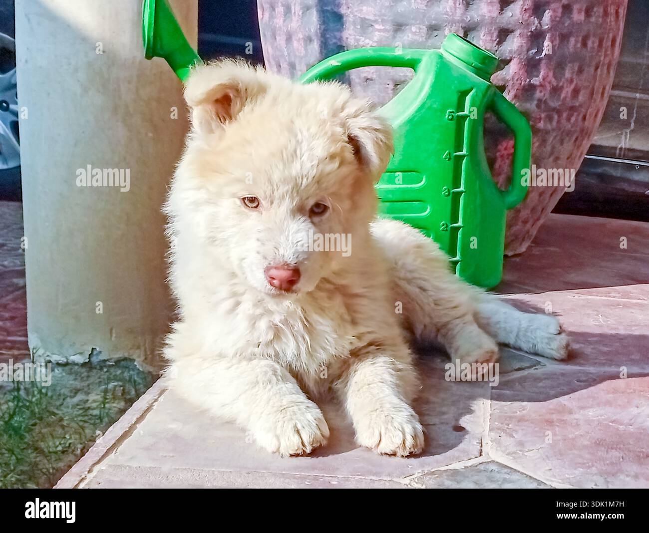 I White Husky sono una rara, sorprendente e pura variante bianca della razza Siberian Husky, con doppi cappotti densi Foto Stock