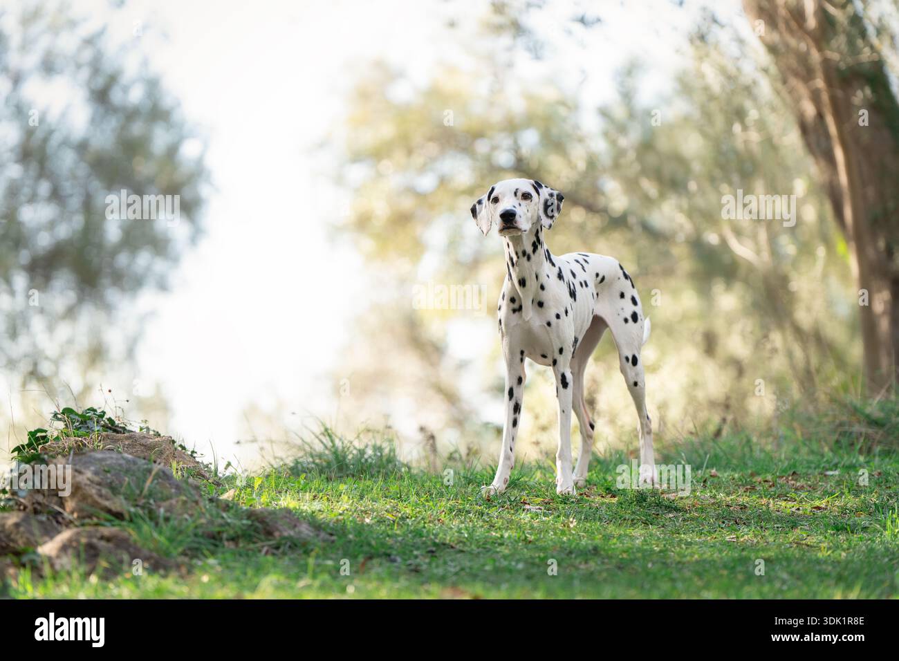 Cane dalmata in piedi sul pavimento della foresta in una luce naturale soffusa. Foto Stock
