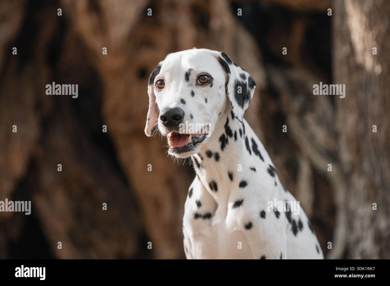 Ritratto ravvicinato del cane dalmata nella foresta con sfondo sfocato. Foto Stock