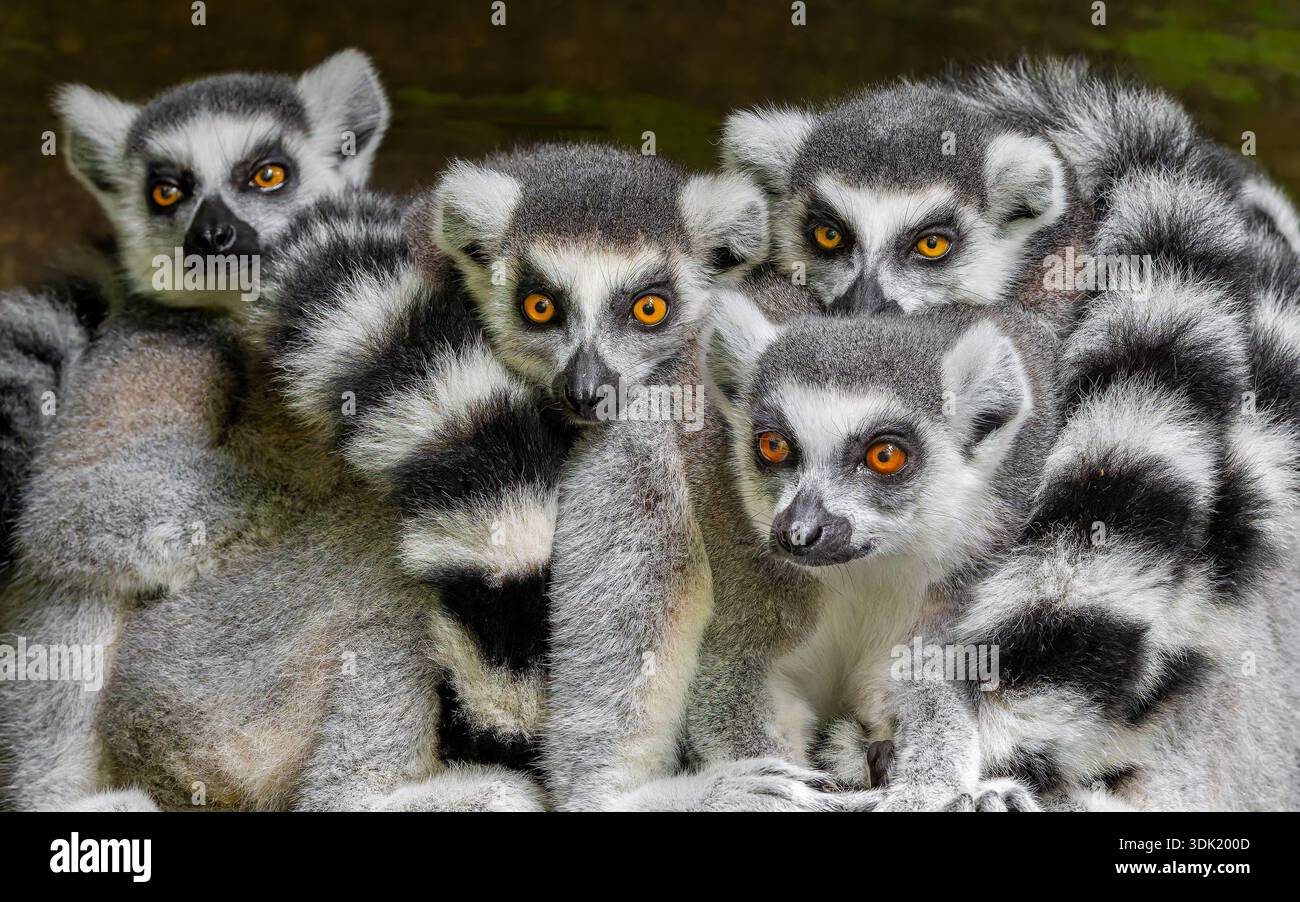 Gruppo di lemuri a coda ad anello (Lemur catta) - vista frontale ravvicinata Foto Stock