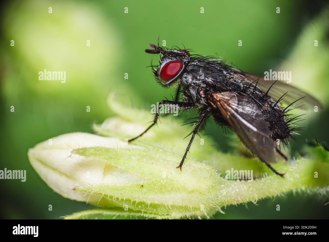 Vola su un Bud Foto Stock