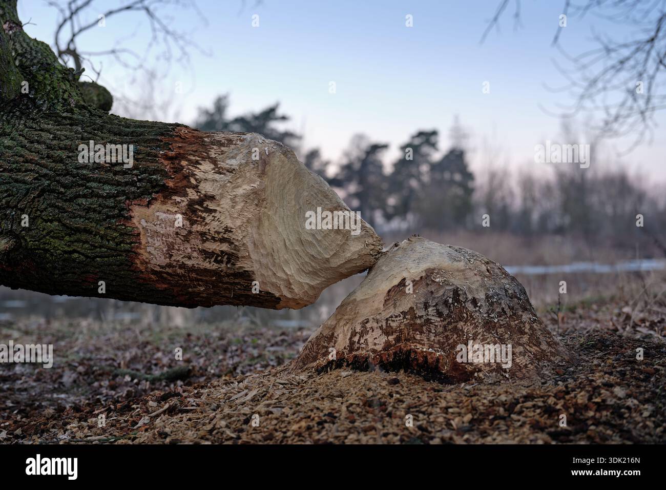 Il castoro ammazzava il tronco e il ceppo di alberi con morsi e trucioli di legno in un ambiente boschivo, illustrando l'impatto della fauna selvatica e i processi dell'ecosistema. Foto Stock
