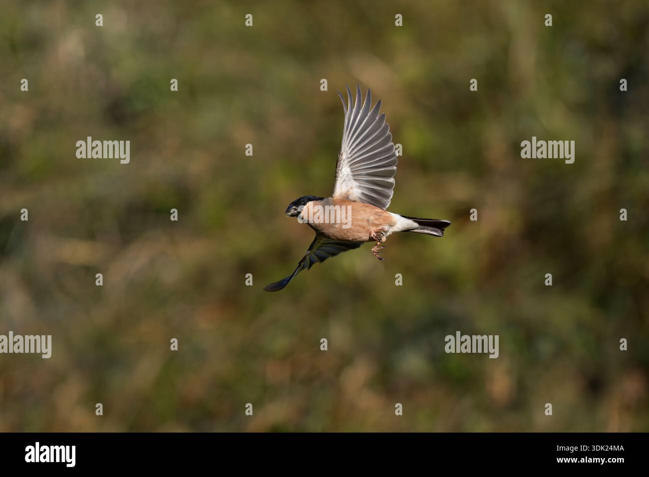 Bullfinch; Pyrrhula pyrrhula; donna; in volo; Regno Unito Foto Stock