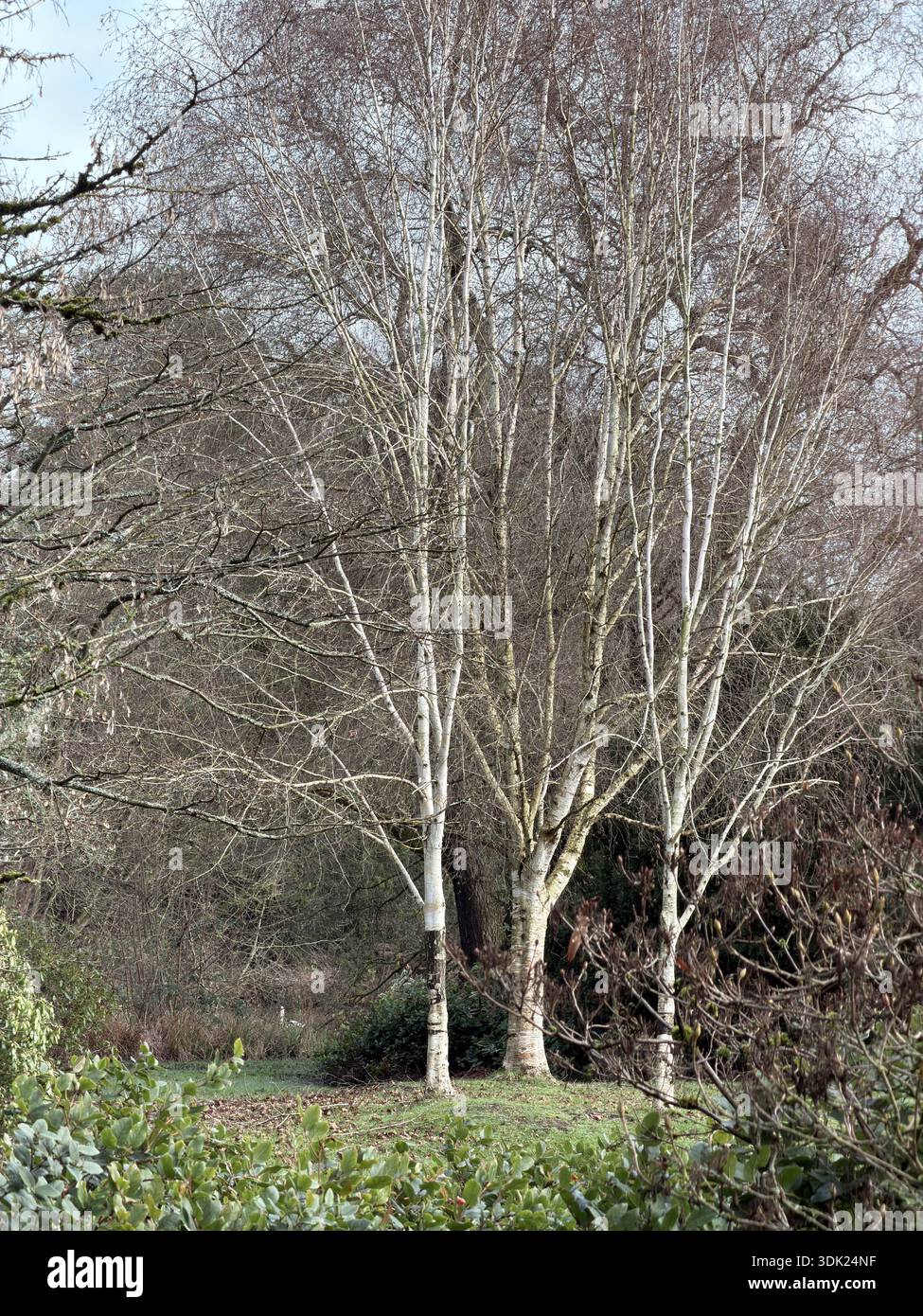 Elvaston Castle Country Park con sculture di alberi di Andrew Frost. Derby. Derbyshire. Inghilterra. Regno Unito - Immagine stock catturata con smartphone