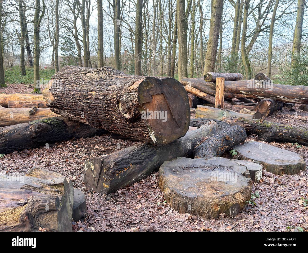 Elvaston Castle Country Park con sculture di alberi di Andrew Frost. Derby. Derbyshire. Inghilterra. Regno Unito - Immagine stock catturata con smartphone